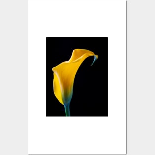 One Beautiful Yellow Calla Lily Posters and Art